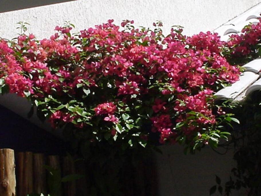 Morada Das Flores Porto Alegre Eksteriør billede